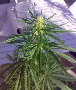 fleur de cannabis Sativa
